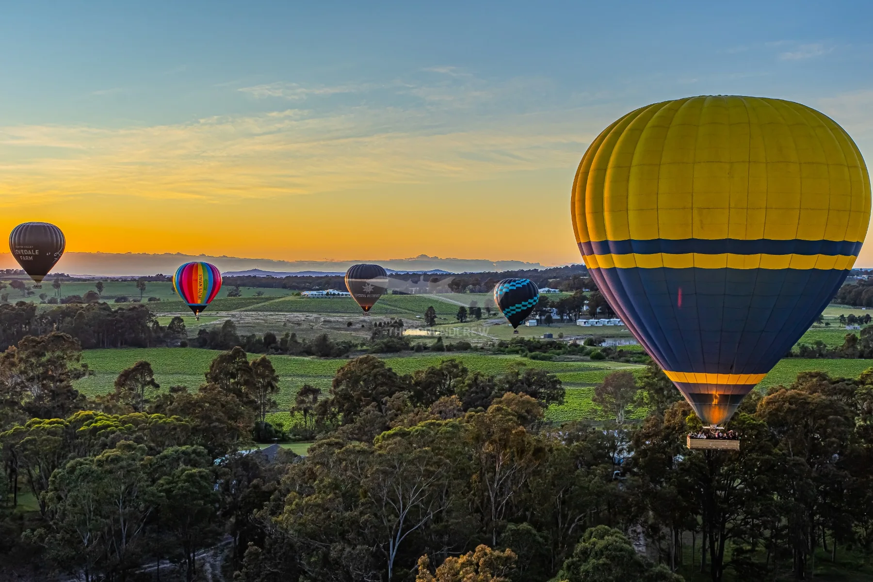Hot-air balloons over the Hunter Valley
